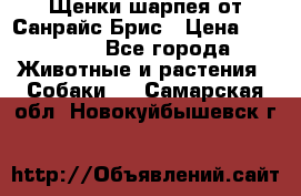 Щенки шарпея от Санрайс Брис › Цена ­ 30 000 - Все города Животные и растения » Собаки   . Самарская обл.,Новокуйбышевск г.